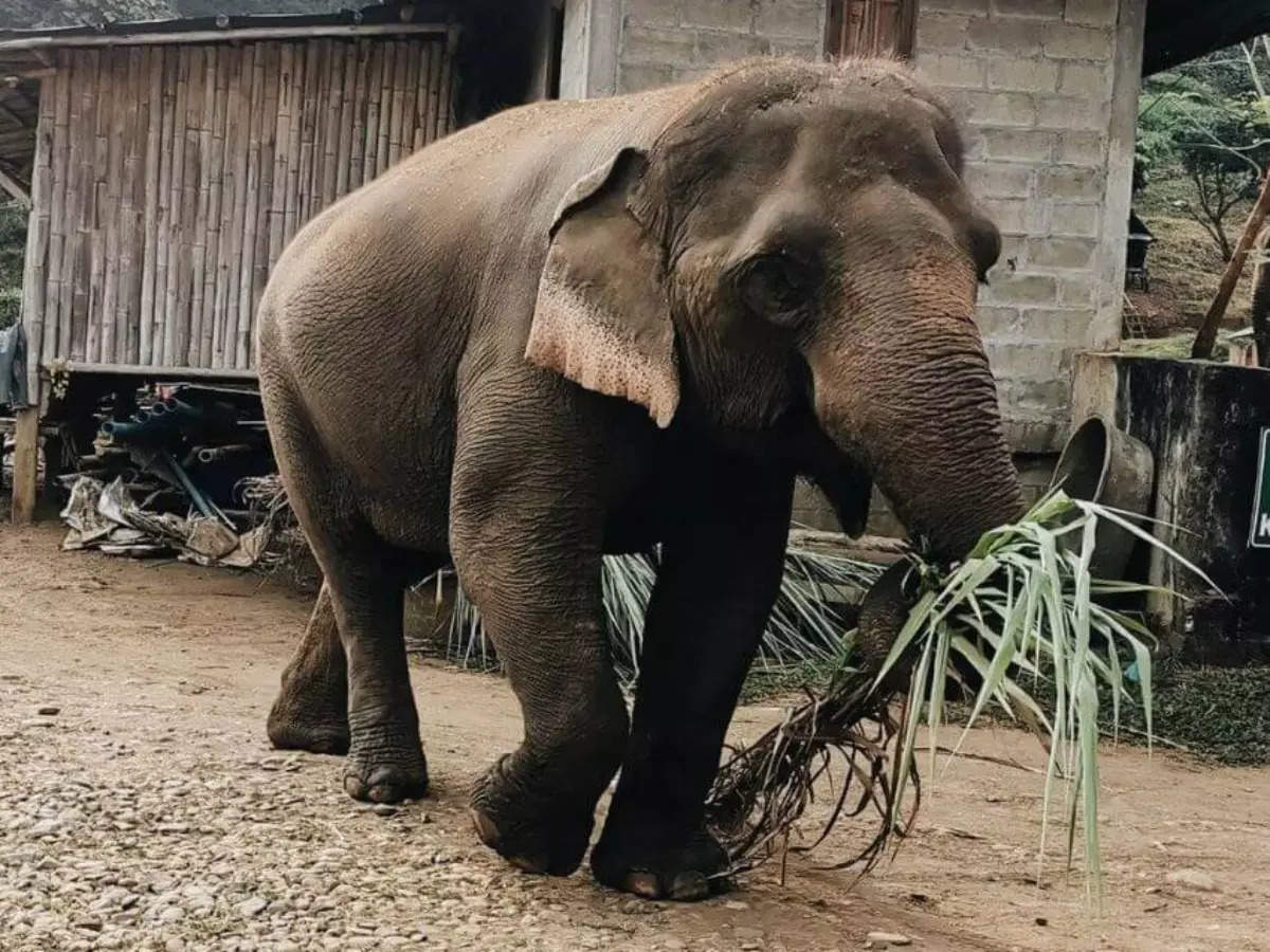 Thailand: Elephant Rescue Sanctuary in Chiang Mai, where compassion meets conservation