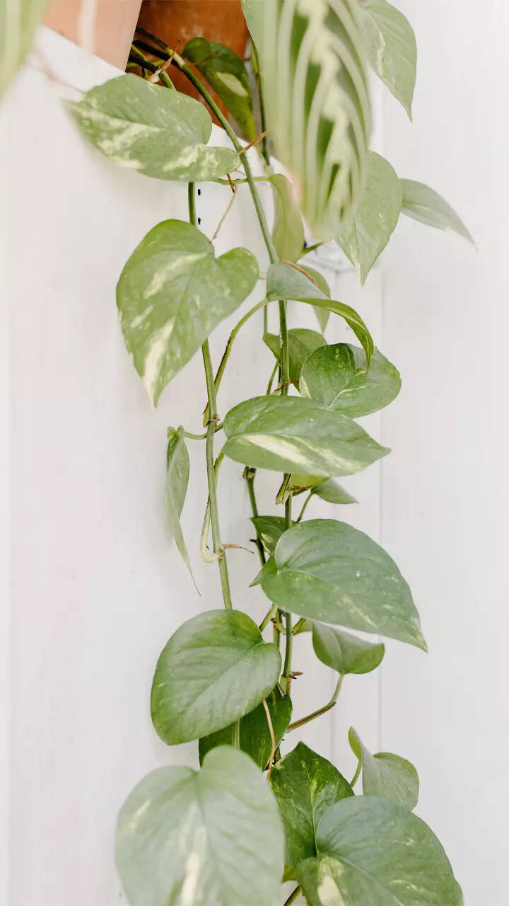 Low light indoor plants that will brighten up your dimly lit room