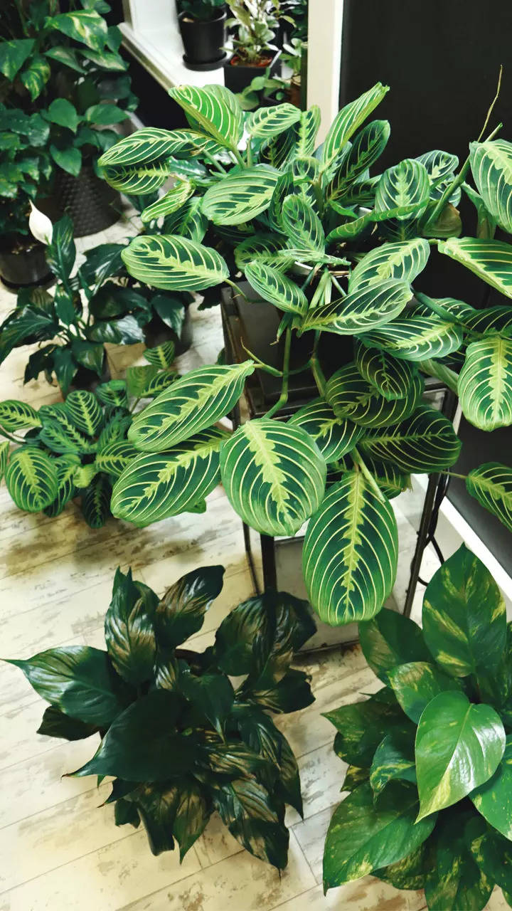 Low light indoor plants that will brighten up your dimly lit room