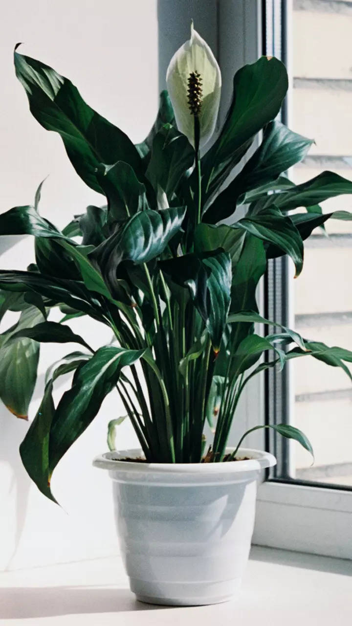 Low light indoor plants that will brighten up your dimly lit room