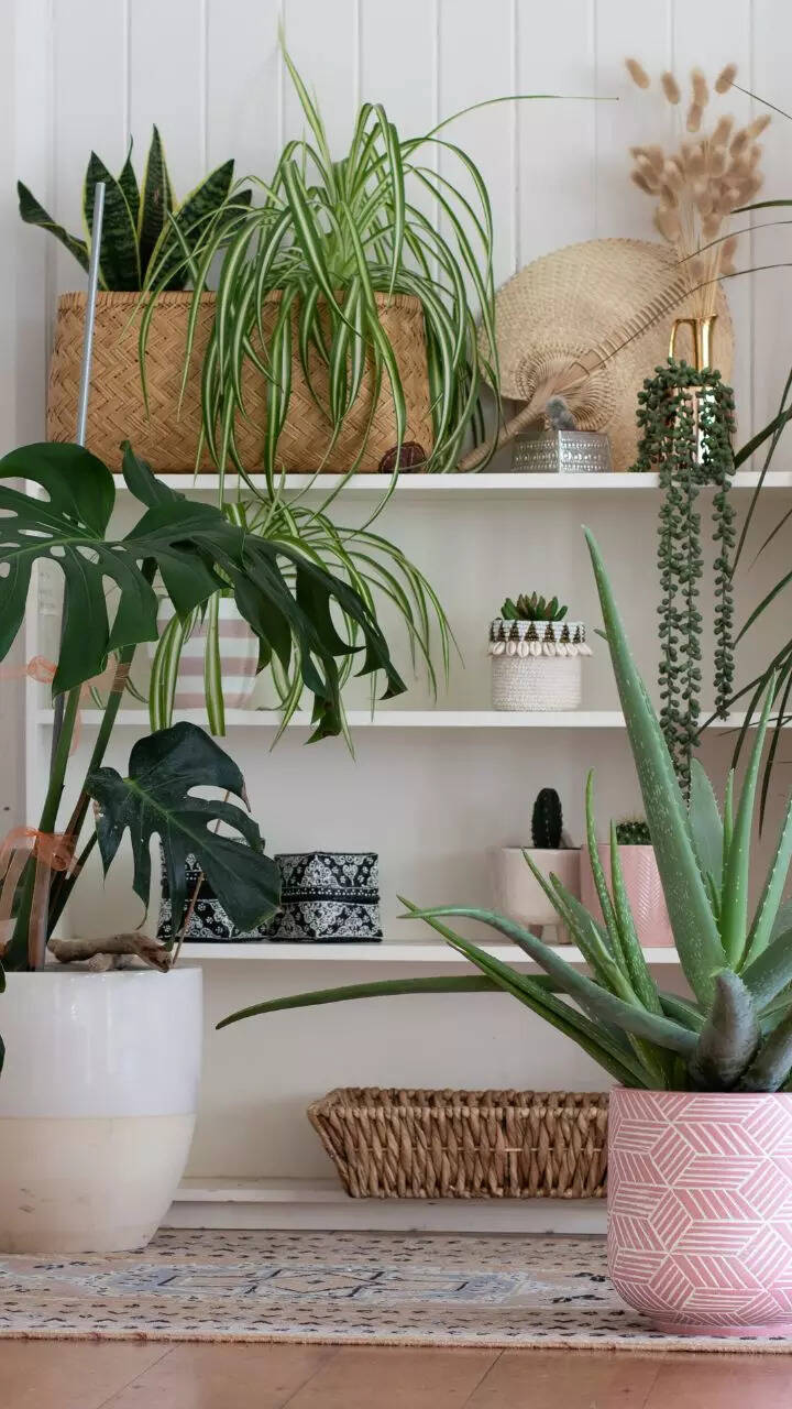 snake plant indoor or outdoor Snake Plant Laurentii with Planter - Large (22-24" tall) Sand Planter