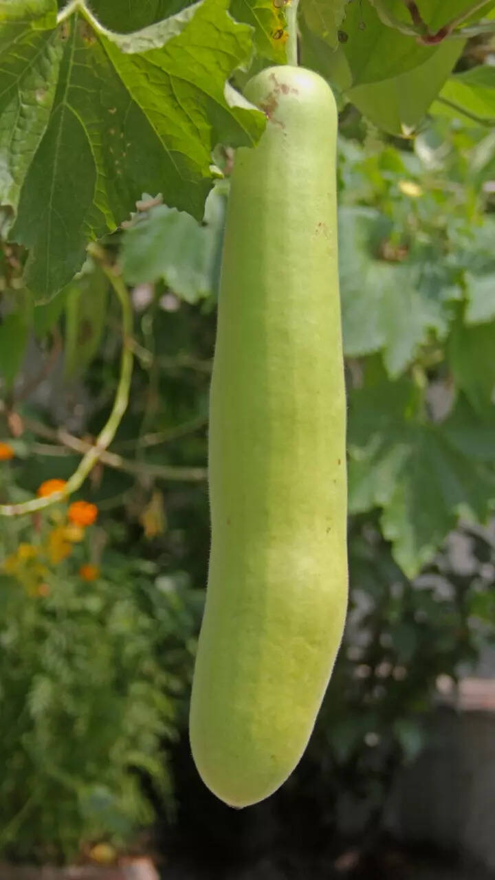 10 Indian green vegetables one must include in daily diet | Times of India, image size:720x1280