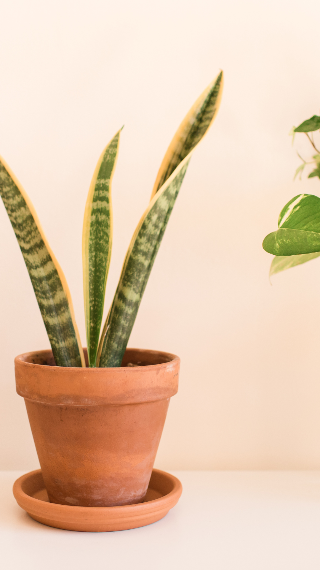 8 Benefits of Snake Plant that make it a blessing for homes | Times of India