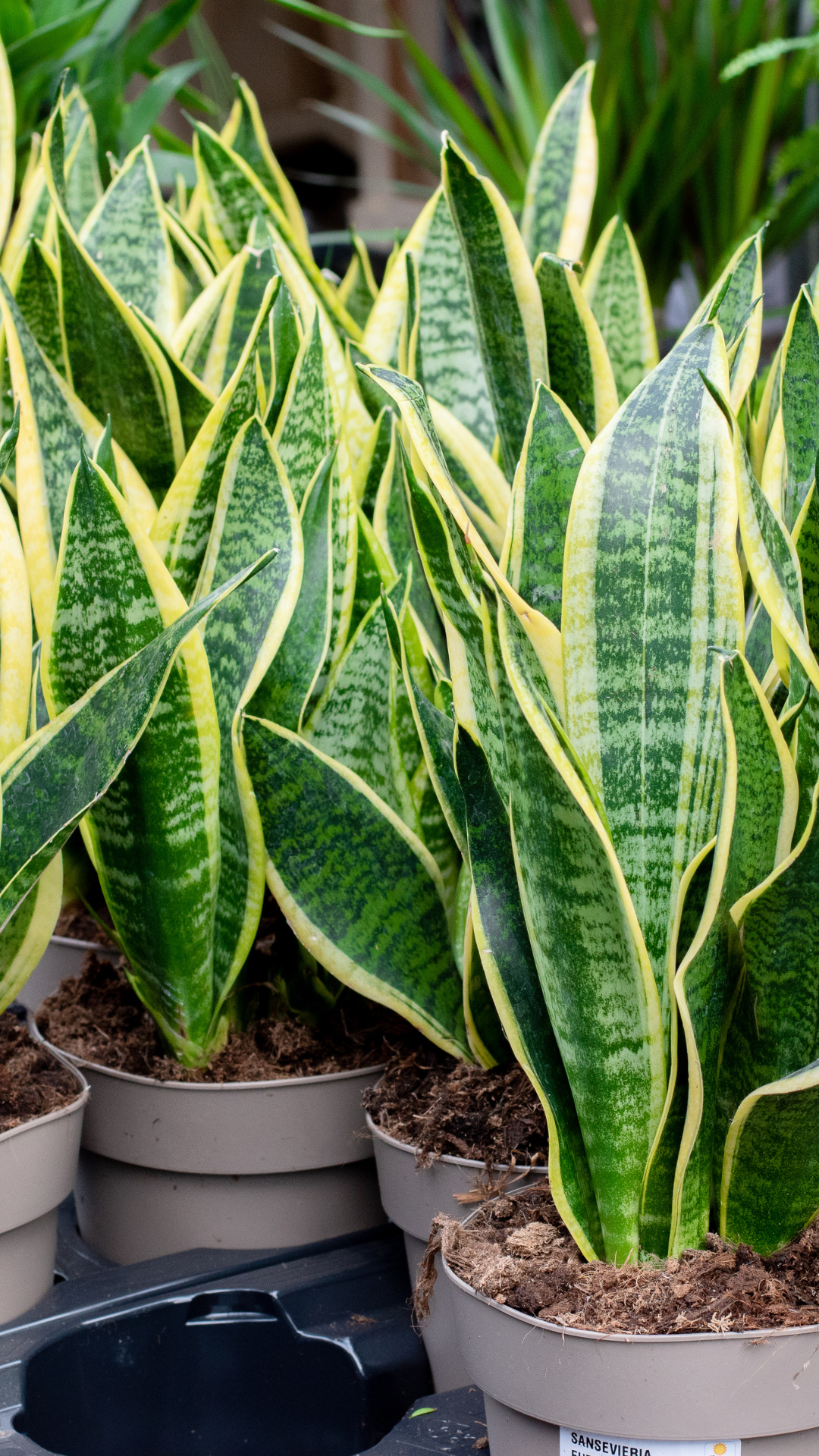8 Benefits of Snake Plant that make it a blessing for homes | Times of India