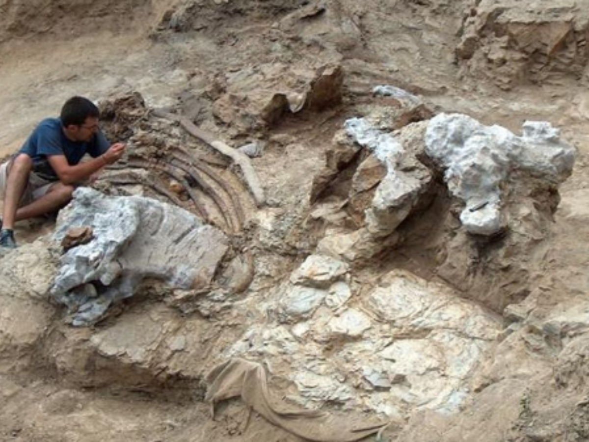 Gigantic long necked titan dinosaur discovered in Spain Spain