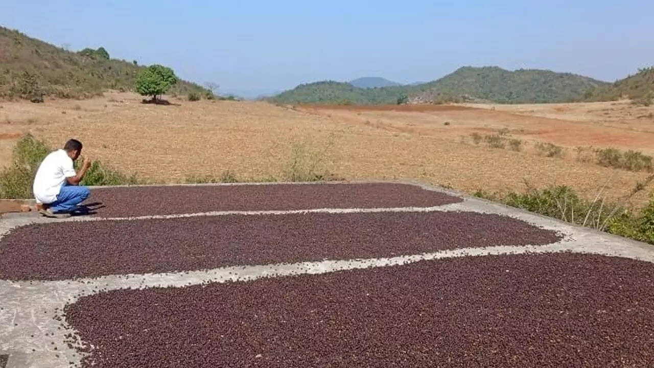 Opa-singil aka-uka pornosini bezovta qildi