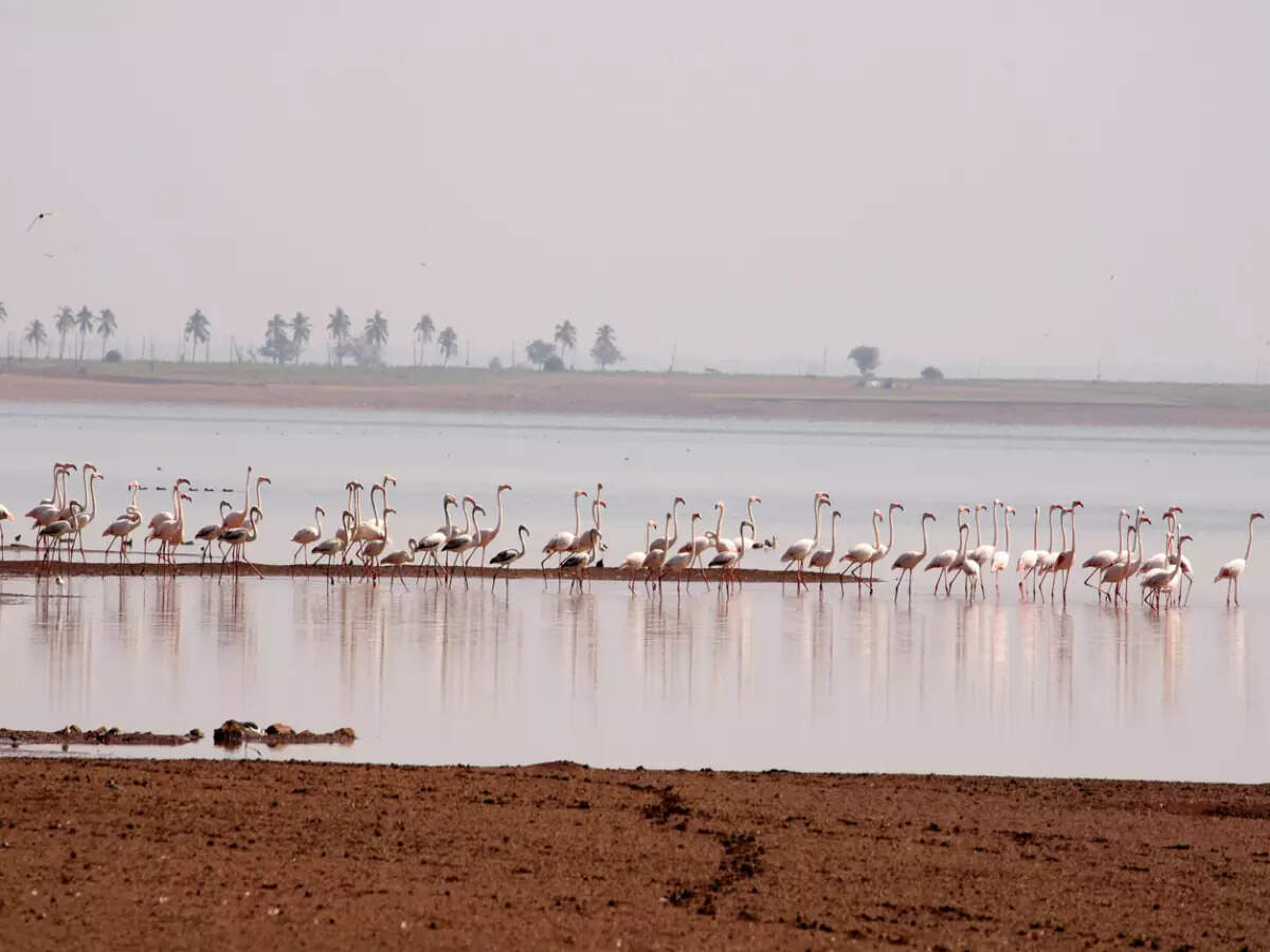 Have you heard of this Mini Maldives near Hyderabad?, Hyderabad - Times ...