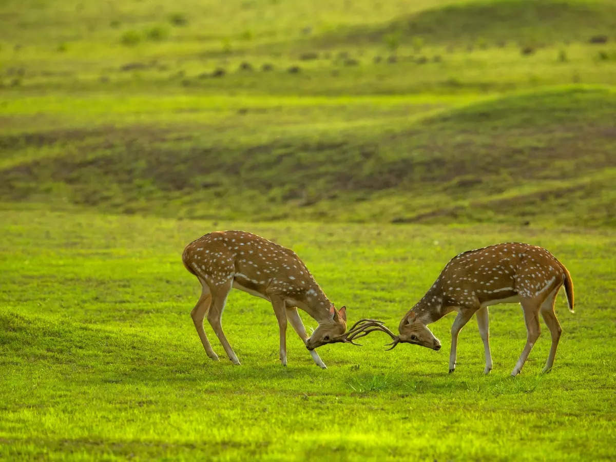 Grassland safaris starts in Pune; two zones open to public