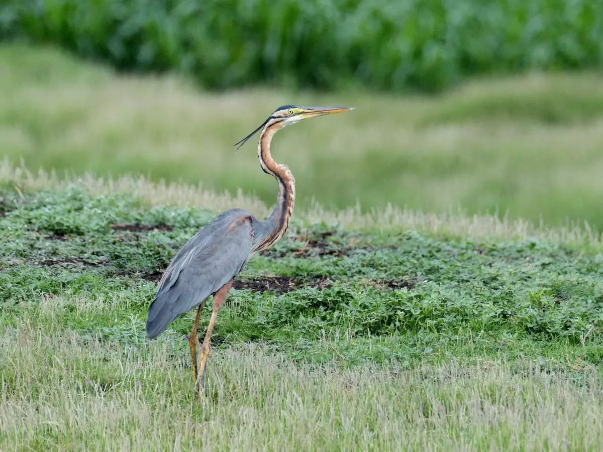 Grassland safaris starts in Pune; two zones open to public | Times of ...