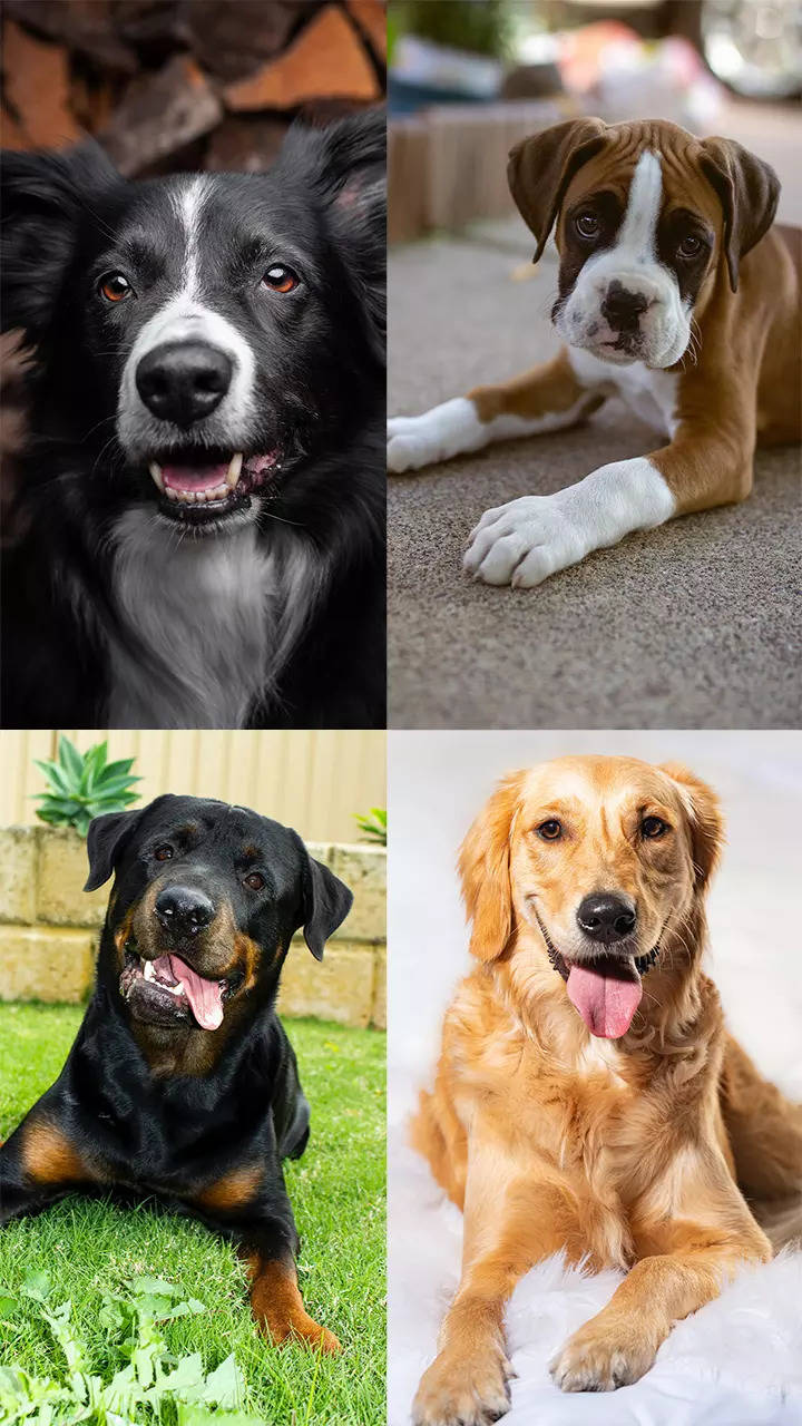 10 Loyal Dog Breeds