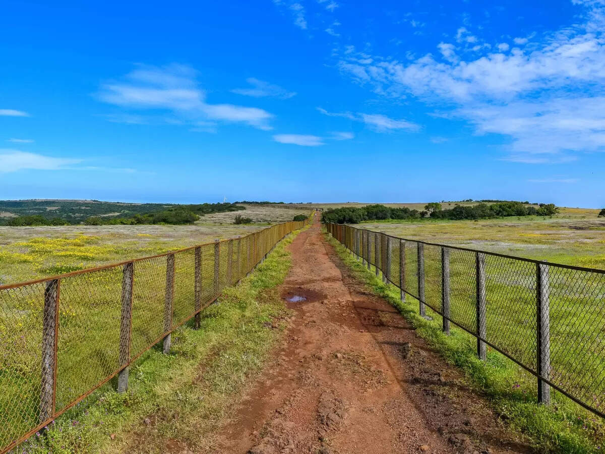 Kaas Plateau Maharashtra's Valley of Flowers Times of India Travel