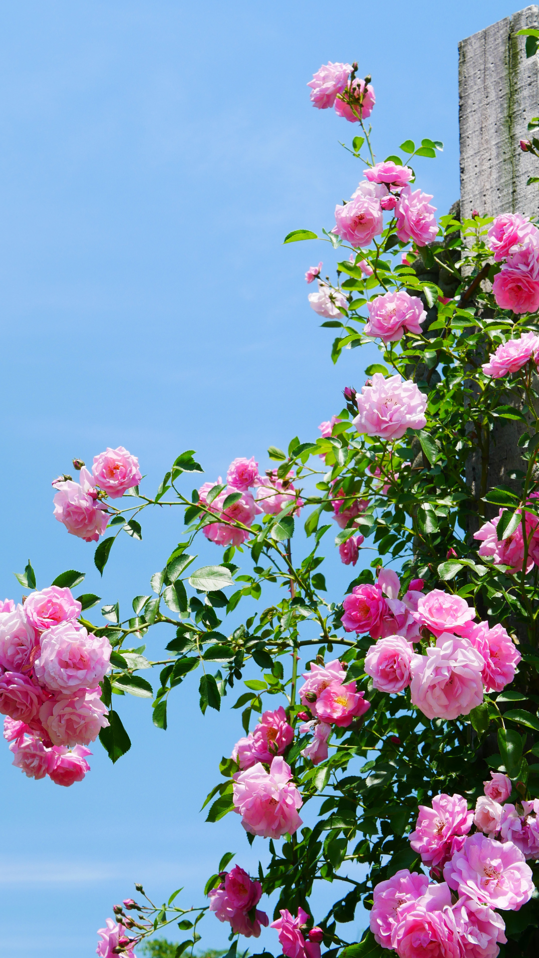 Amazing Rose Gardens Creating The Perfect Romantic Rose Garden