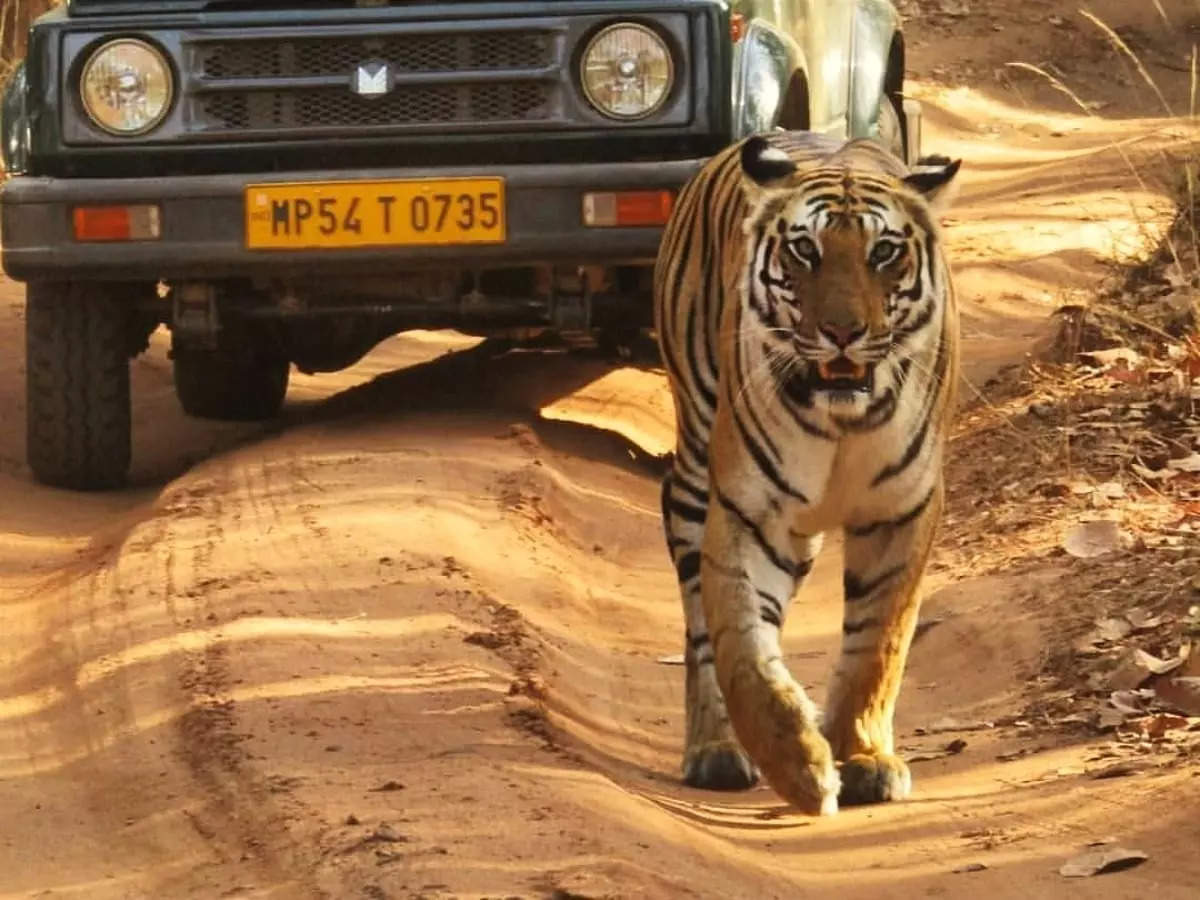 Tiger Tales From India’s Most Famous National Parks, India - Times Of ...