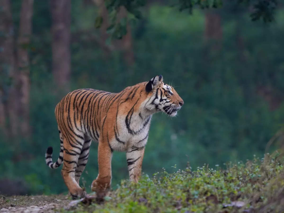 Tiger Tales From India’s Most Famous National Parks, India - Times Of ...