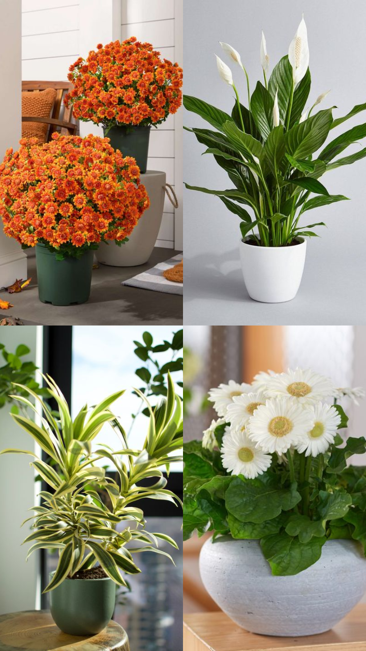 Indoor Plants that Are Effective Against Allergies StorialTech