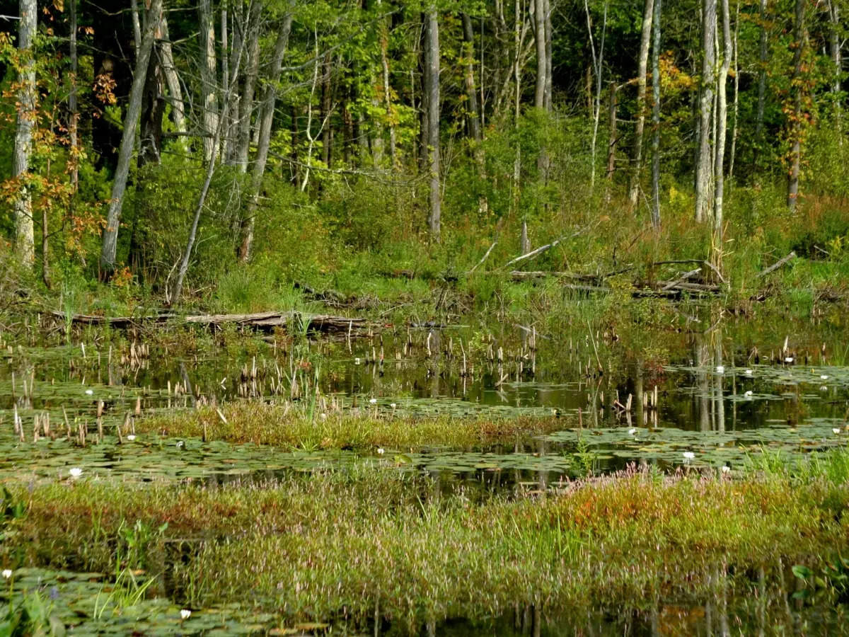 Harike wetlands in Punjab is a biodiversity haven that must be explored ...