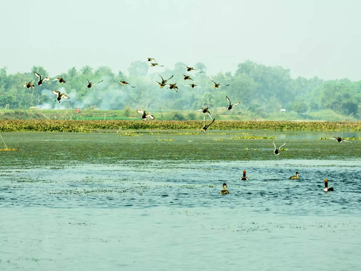 Okhla Bird Sanctuary Delhi’s own birdwatching paradise Times of