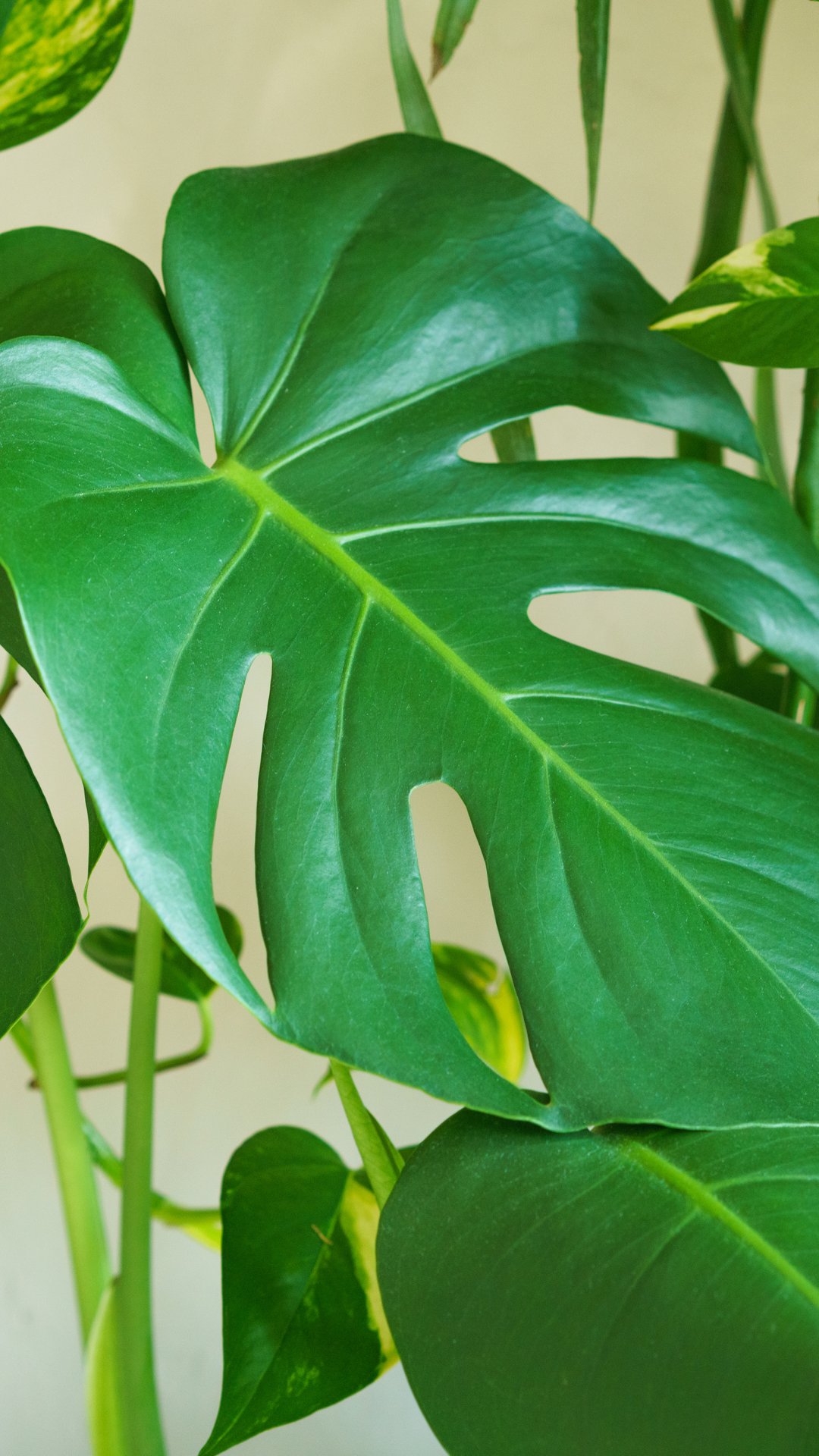watermelon plant peperomia The Snobby Leaf | Peperomia Watermelon - 6 inch Pot