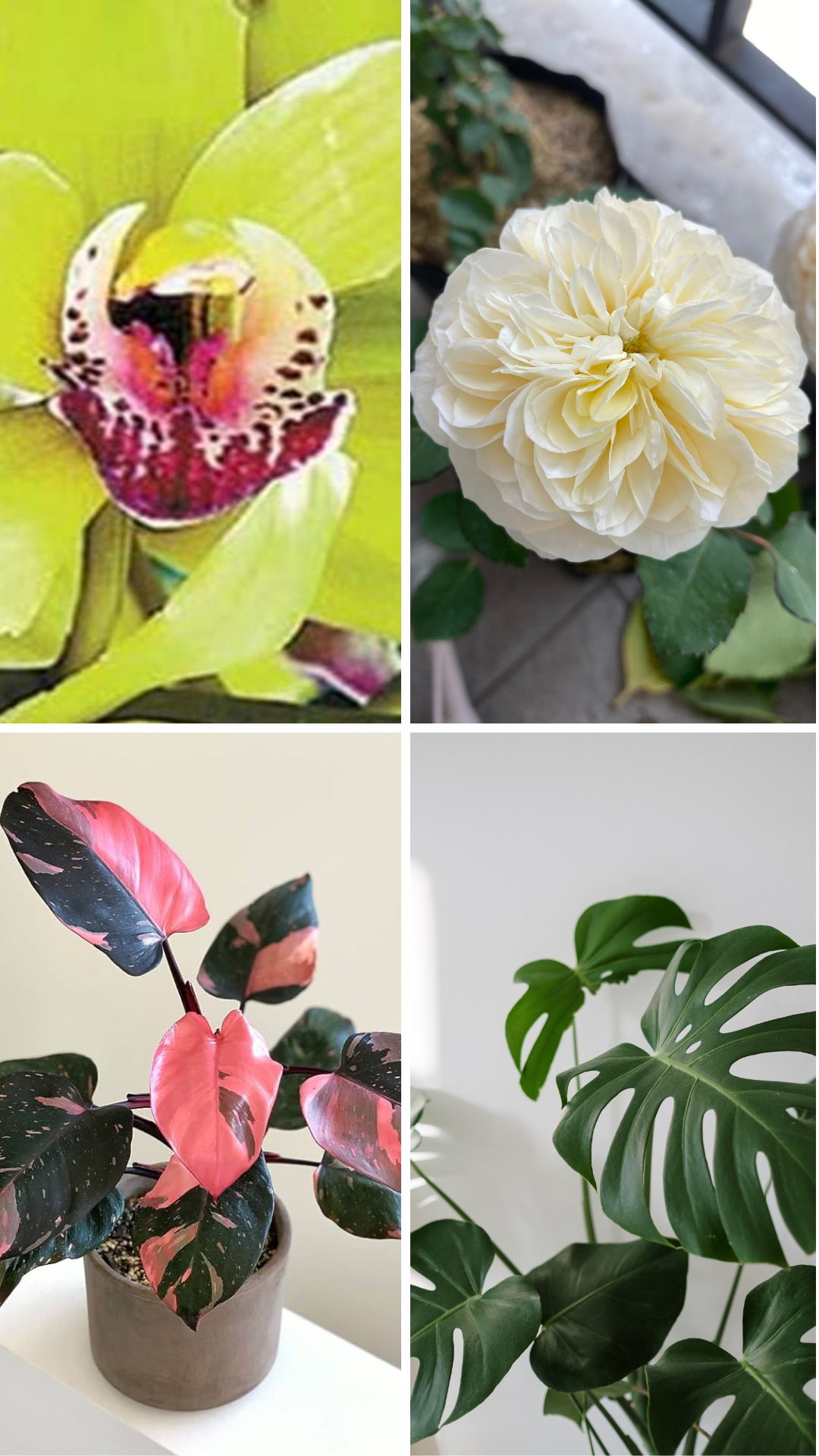 faux succulent plant Worth Imports 8
