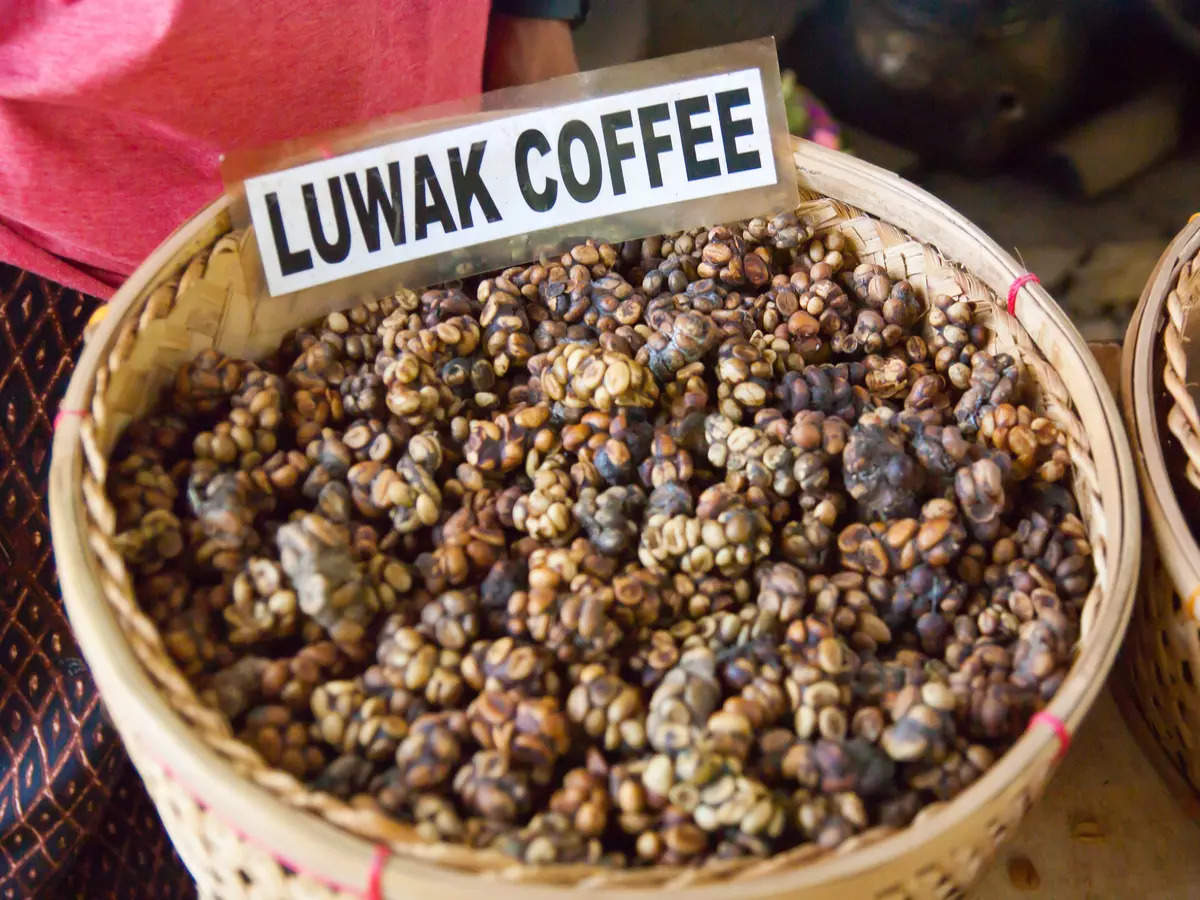 Самый дорогой кофе из экскрементов животных. Лювак Бали. Кофе Лювак Бали. Копи Лювак кофе. Сорт кофе копи Лювак.