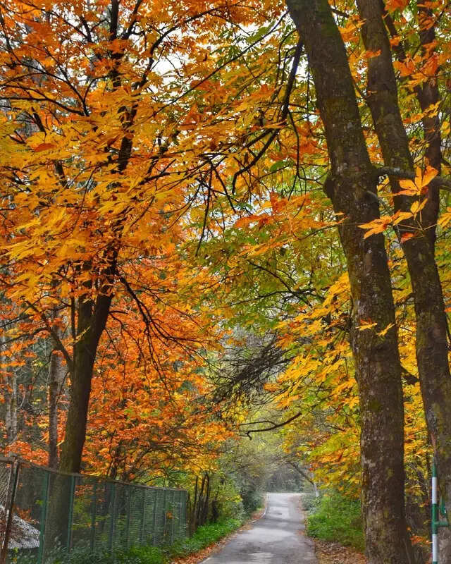 Autumn in Kashmir: Colours of 'Harud' paint the valley in striking shades