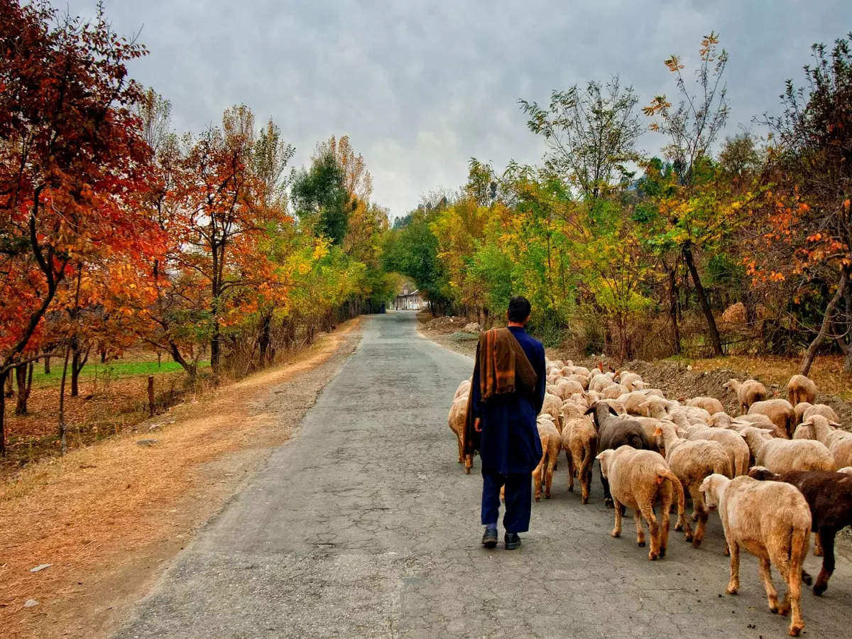 Autumn in Kashmir: Colours of 'Harud' paint the valley in striking shades