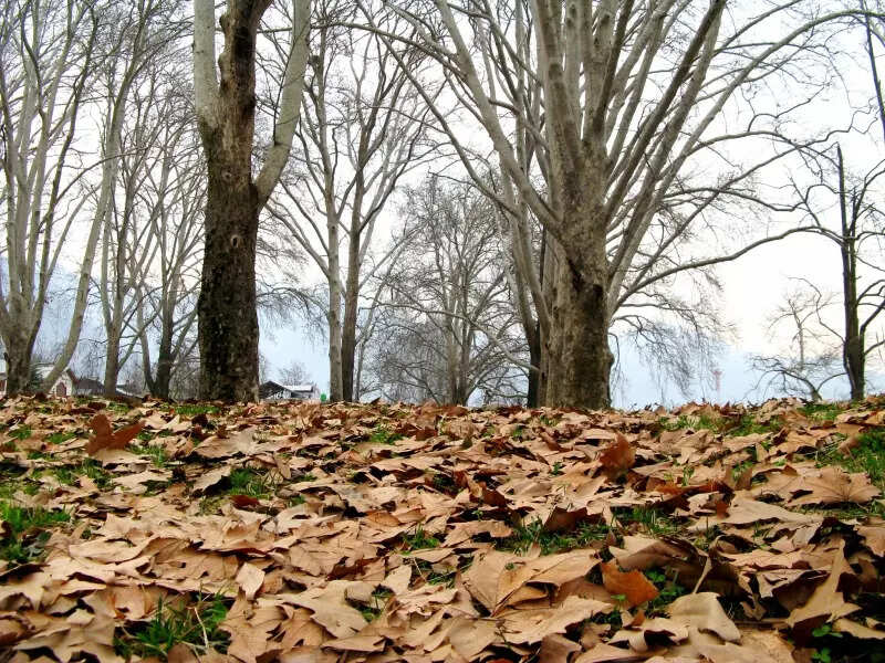 Autumn in Kashmir: Colours of 'Harud' paint the valley in striking shades