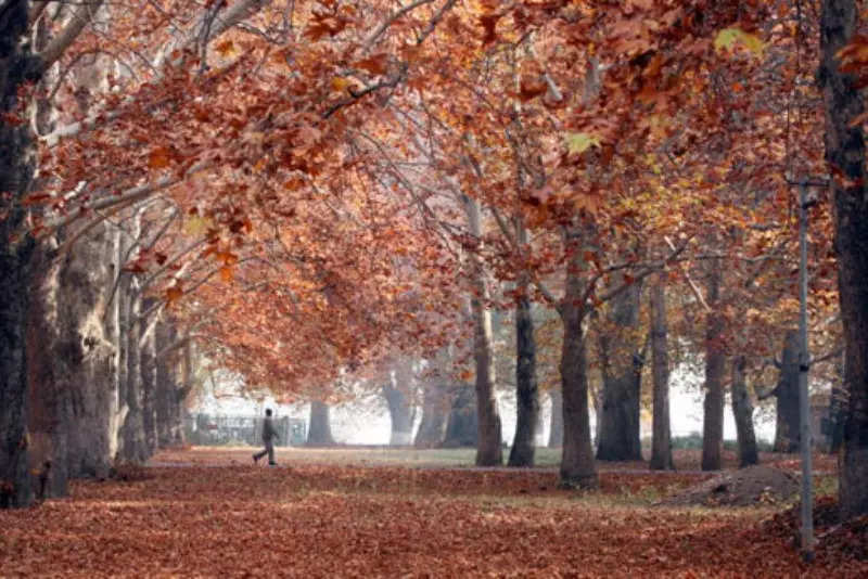 Autumn in Kashmir: Colours of 'Harud' paint the valley in striking shades