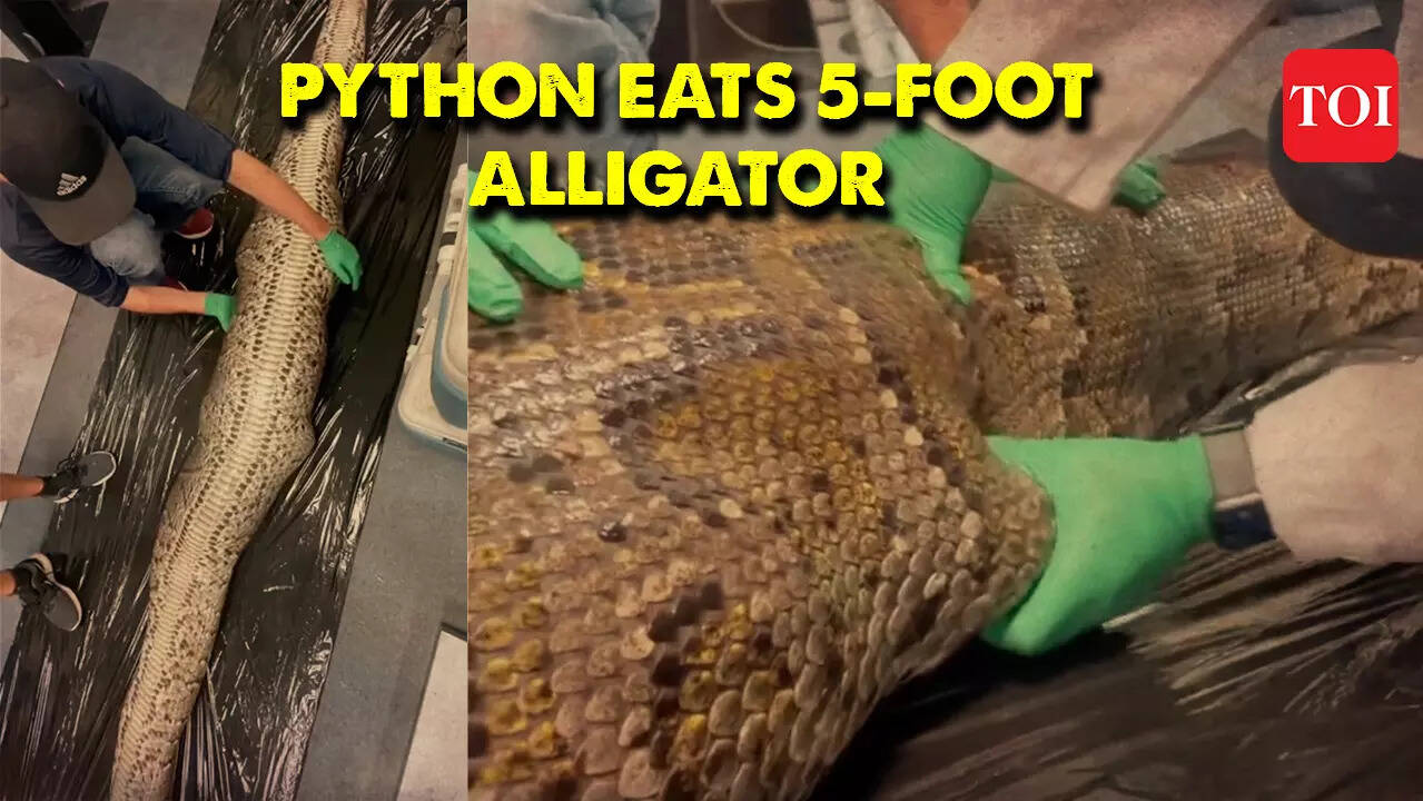 Viral video: Massive 18-foot Burmese python in Florida eats 5-foot ...