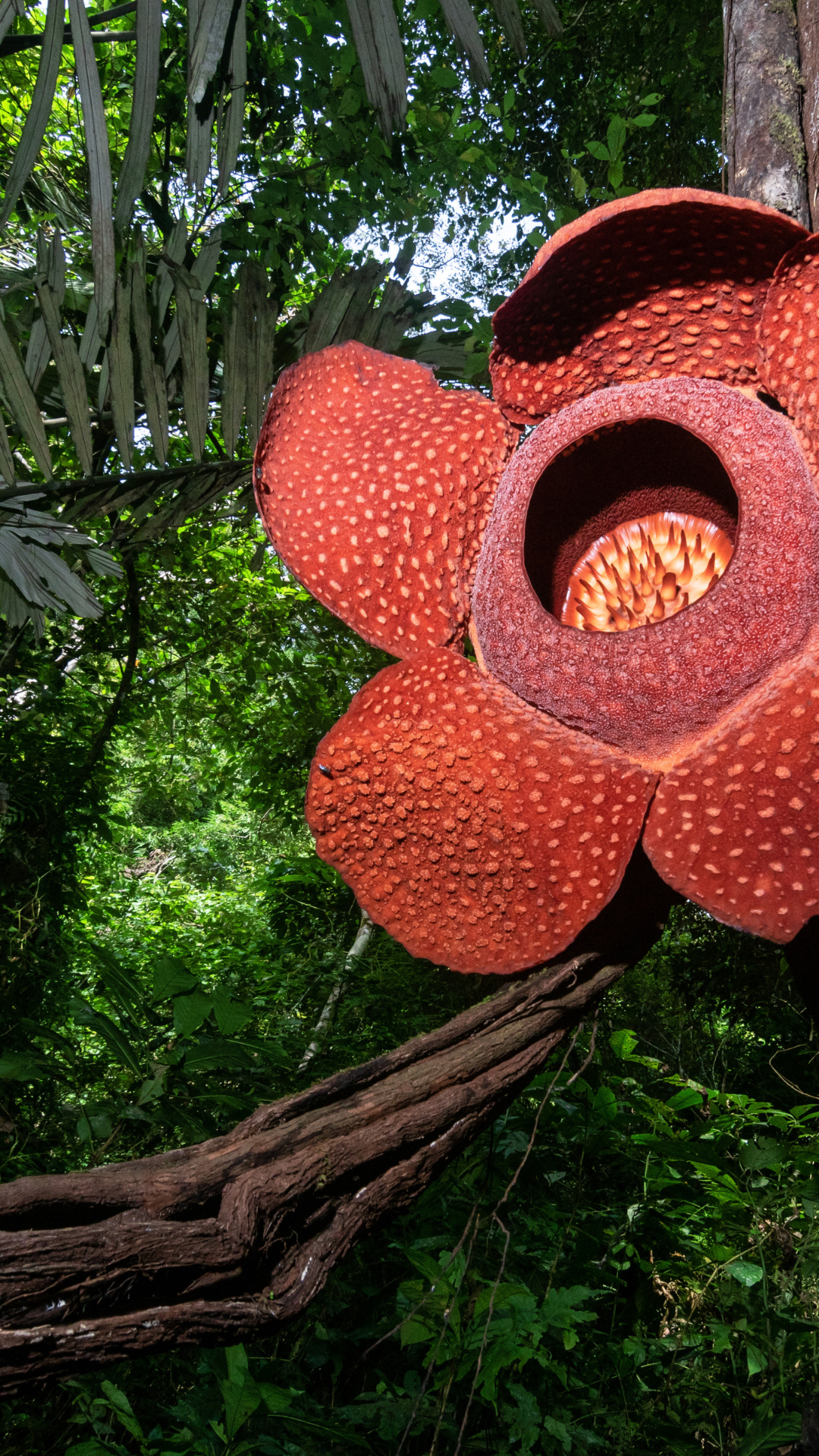 What Is The Rarest Tree Rarest Tree In The World World's Rarest Tree Comes Home To The Far
