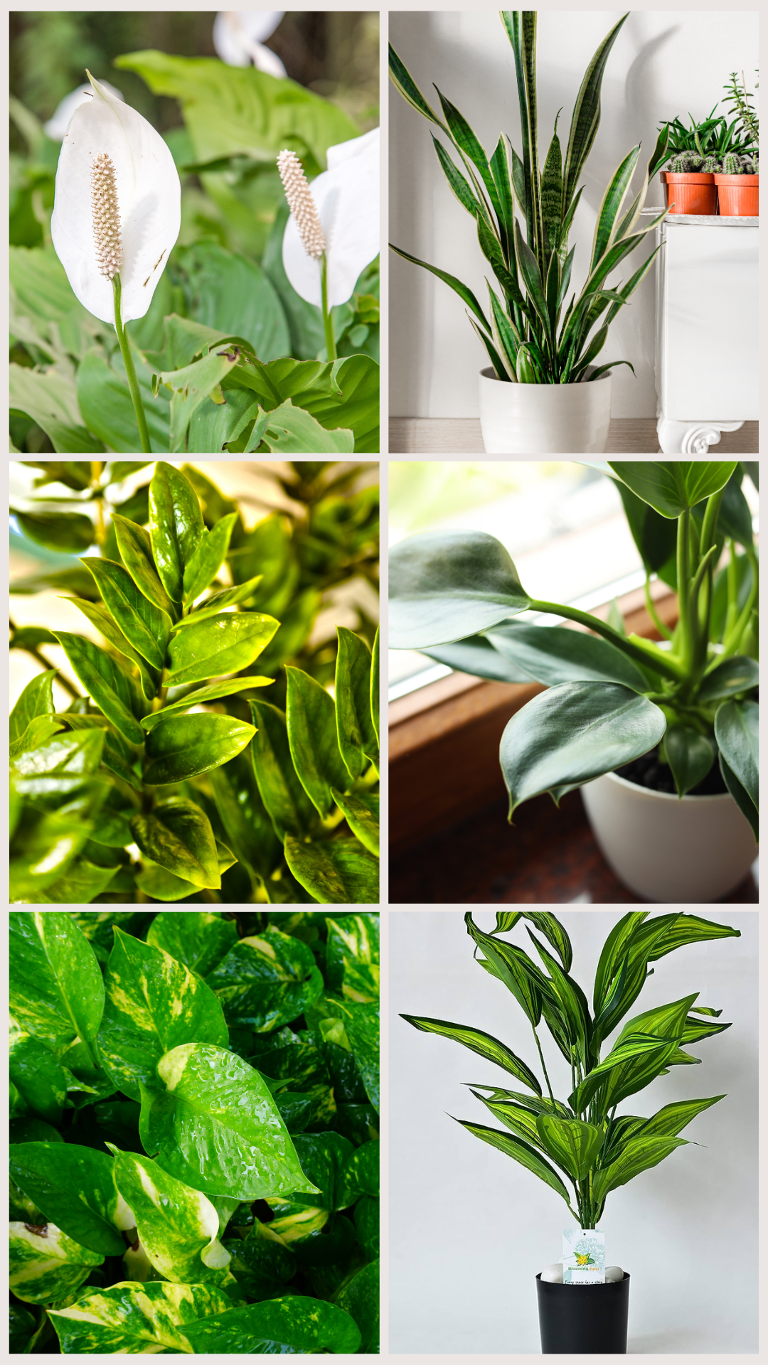 8 indoor plants to use in your office | Times of India