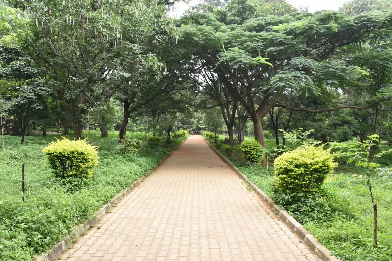 Bengaluru’s Cubbon Park is a green oasis you need to explore, Bangalore ...