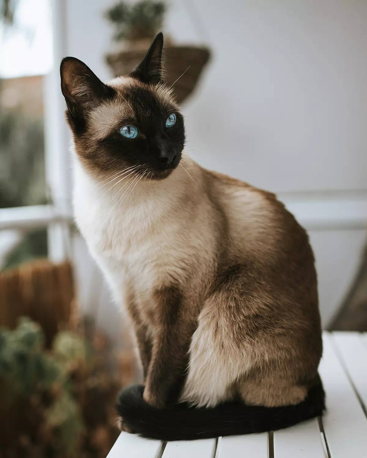 Whiskers and wisdom in the enchanting realm of the Siamese cat