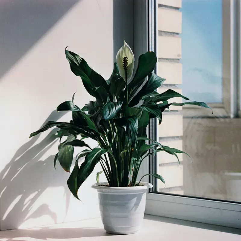 10 best indoor plants to brighten every room