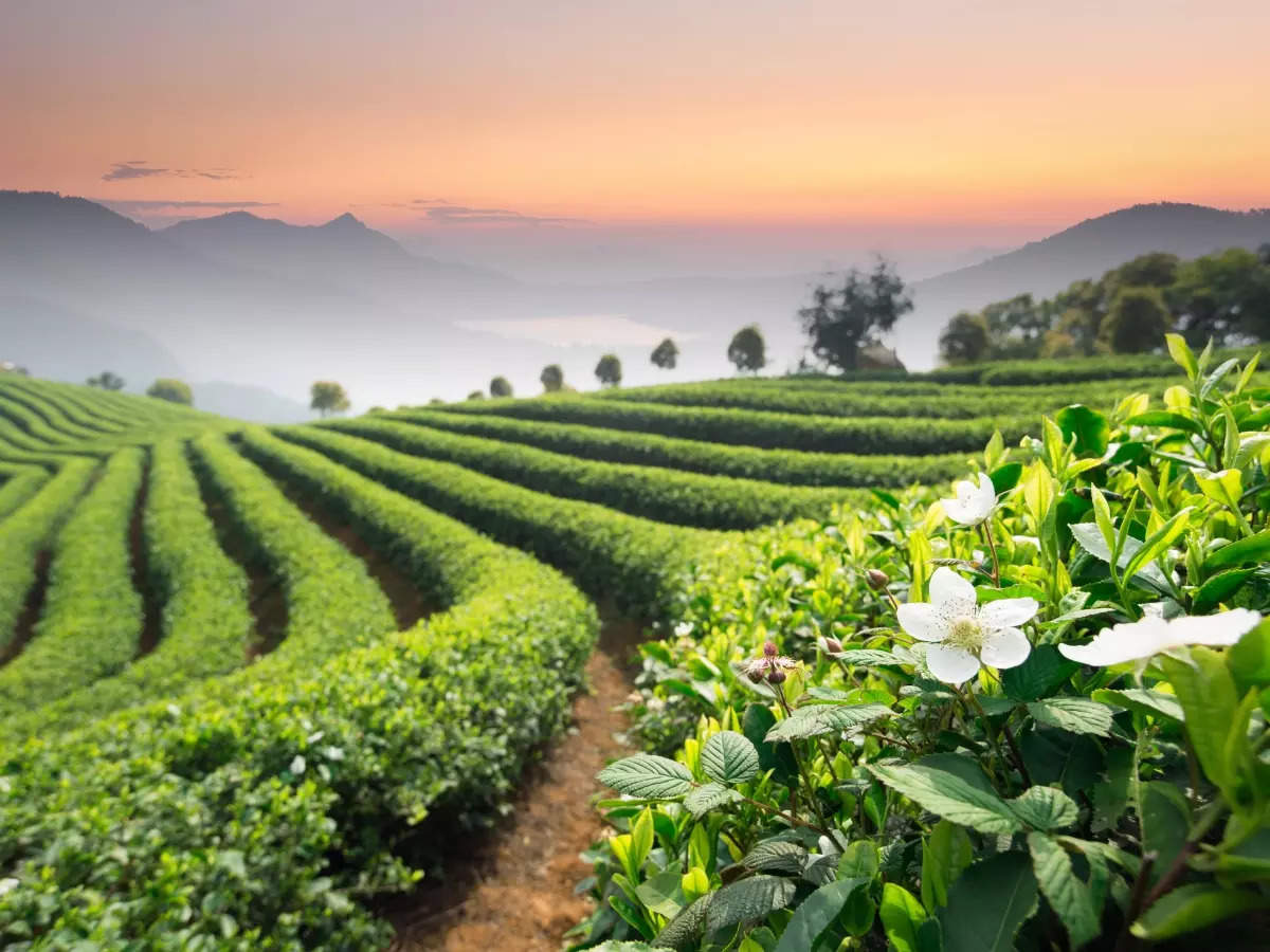 Tea gardens of India: Journey of your favourite cup of tea, India