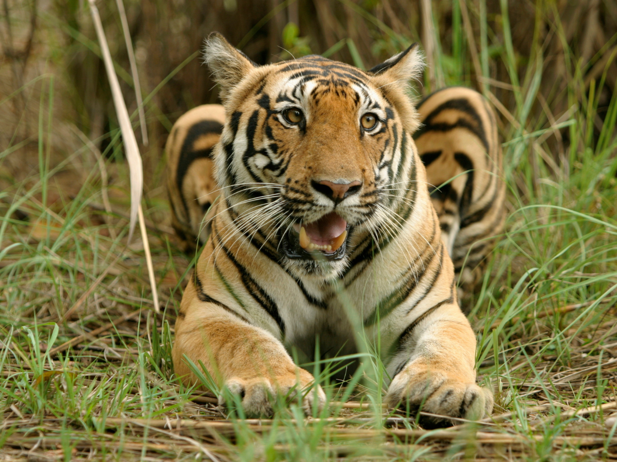 Madhya Pradesh to get country’s largest tiger reserve, Madhya Pradesh ...