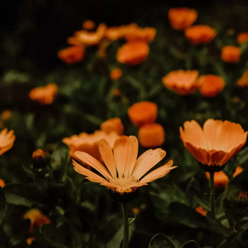 ​Calendula (Pot Marigold)​