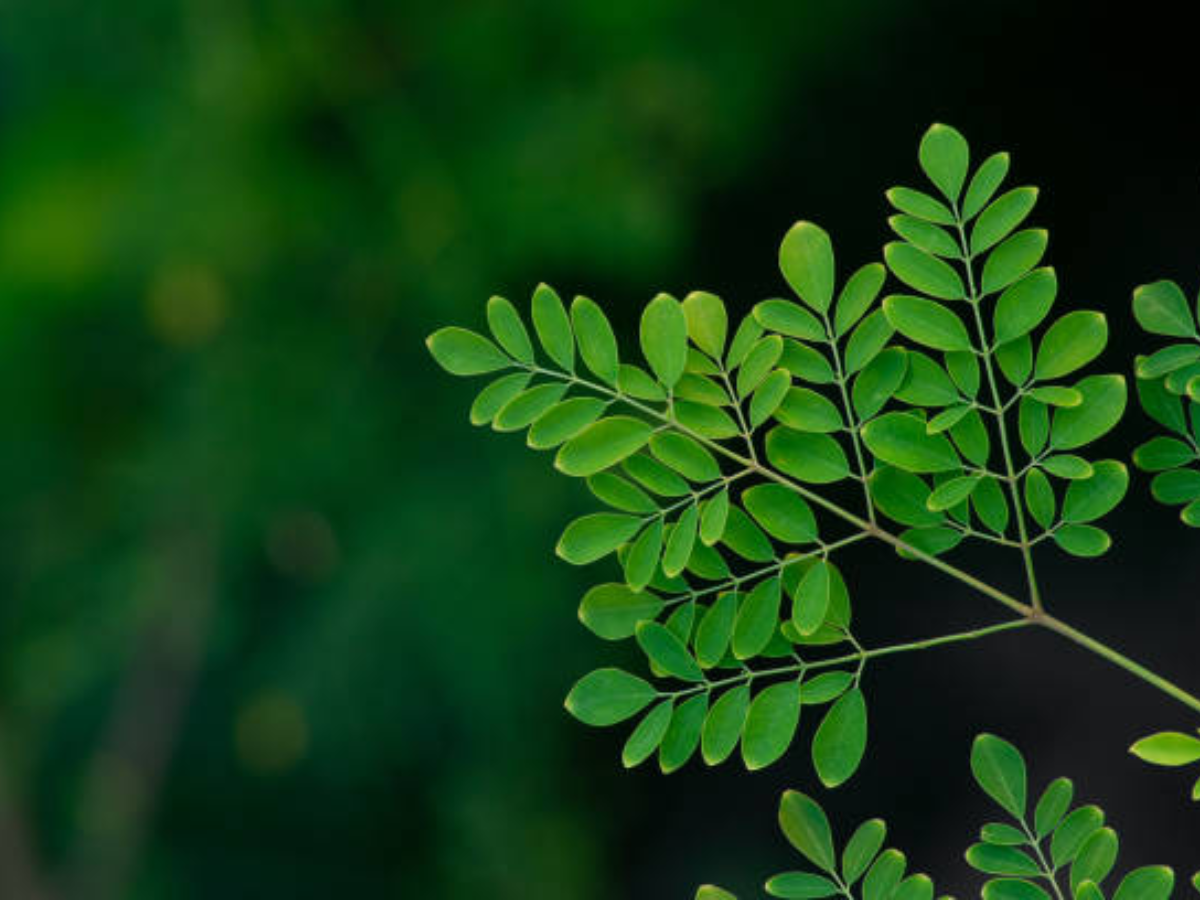 Lesser known health benefits of moringa leaves - IndiaTimes