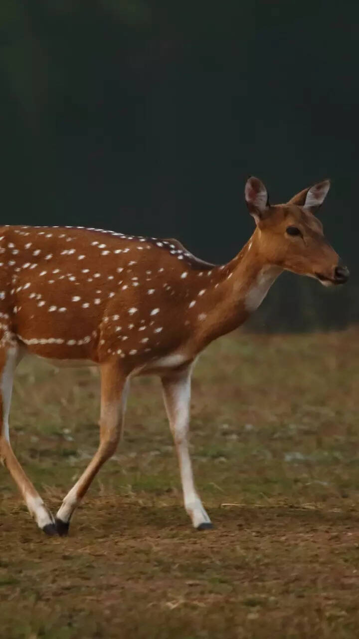 From Kasturi to Barasingha mesmerising deers found in India Times of India