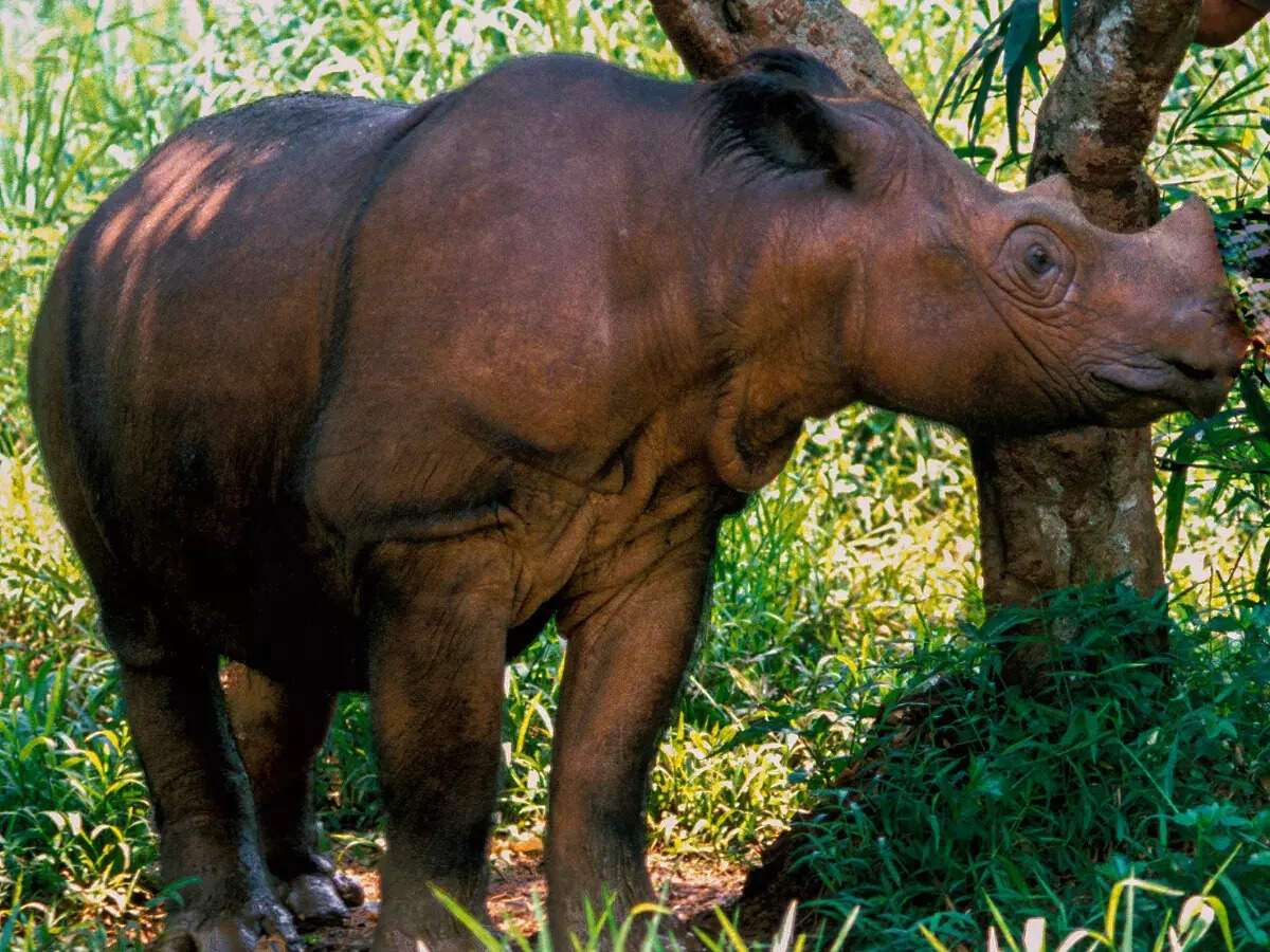 Indonesia Critically Endangered Sumatran Rhino gets a new ray of hope