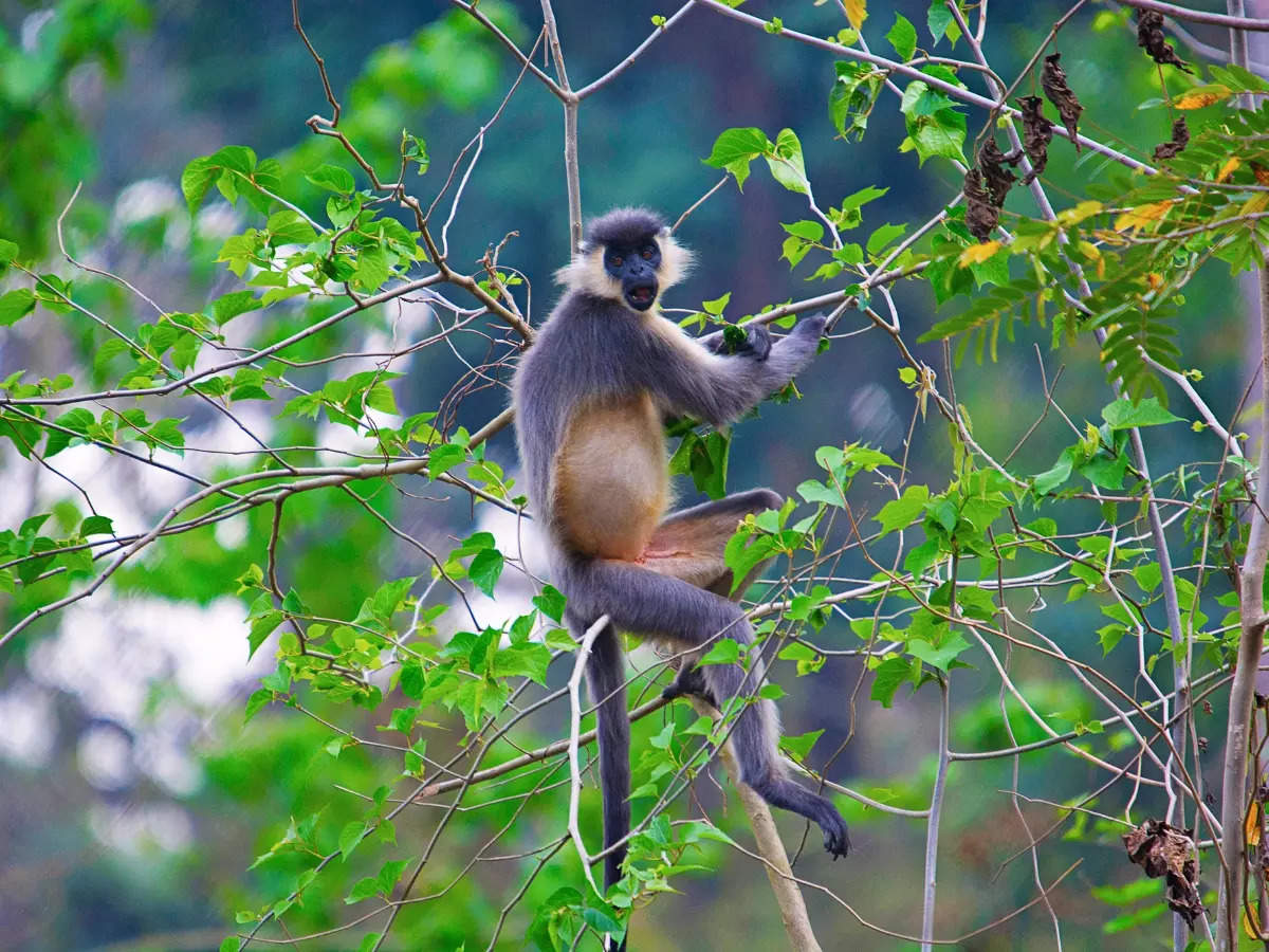 Rich biodiversity of Nameri National Park in Assam