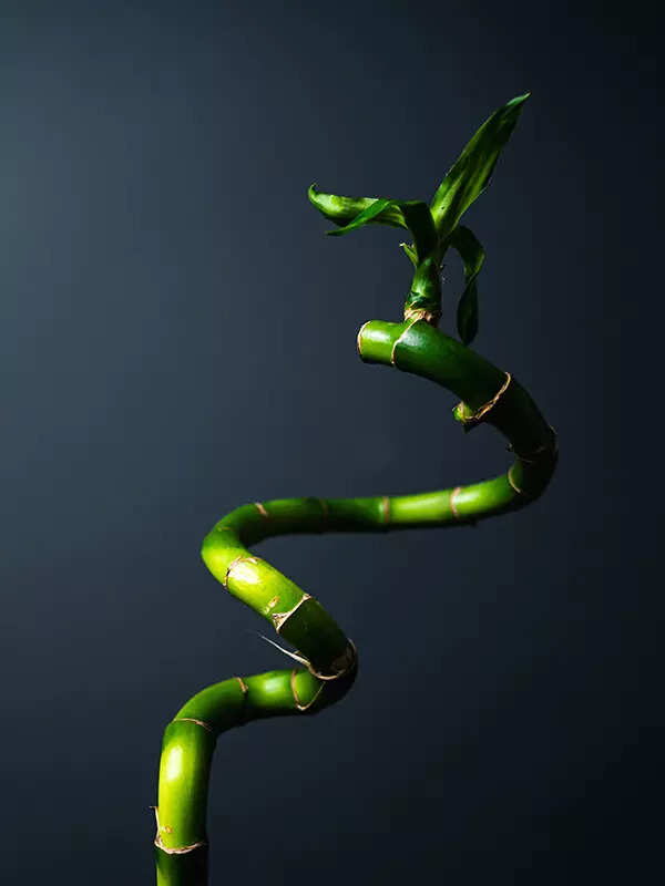 Lucky Bamboo (Dracaena sanderiana)