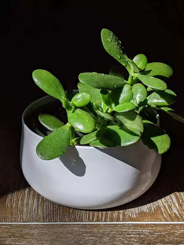 Jade Plant (Crassula ovata)