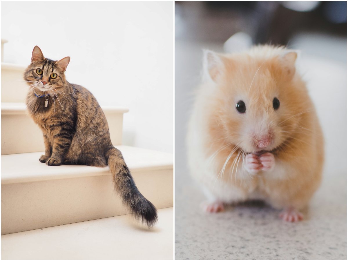 Low-maintenance pets: Cats, hamsters and more easy-to-care-for little friends