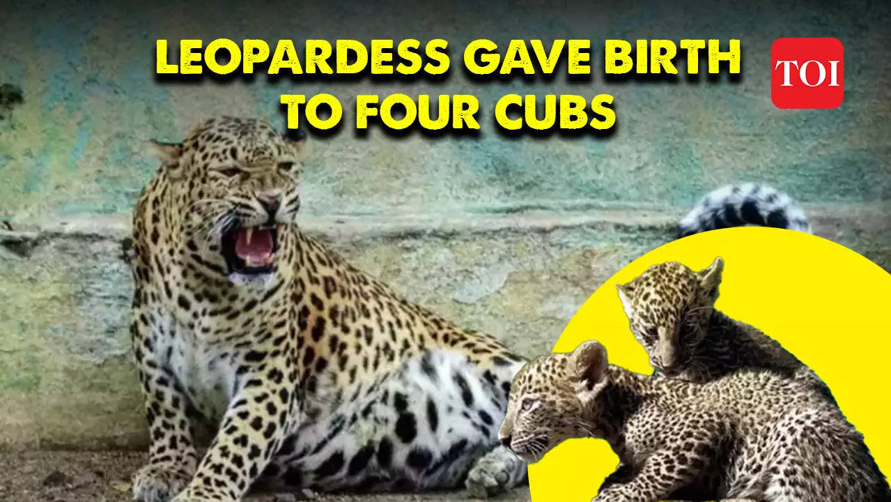 Watch: Leopard, rescued by the forest department, gave birth to four ...