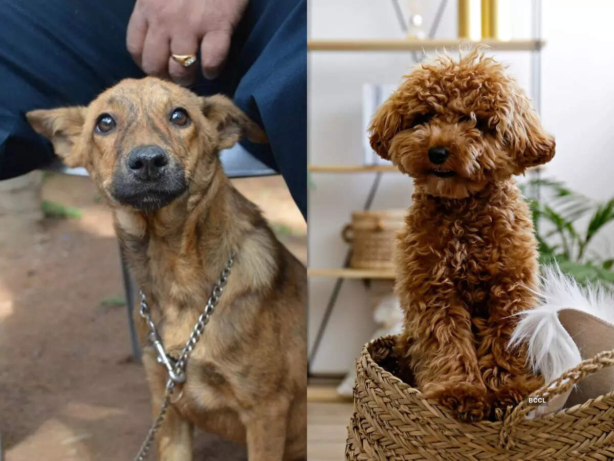 Here's how mutts and designer dogs are different