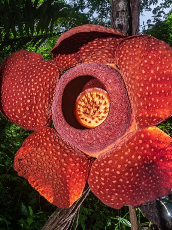 Known for its distinctive appearance, the Rafflesia Arnoldii lacks a typical plant structure, resembling a fleshy, reddish-brown, and textured disc.