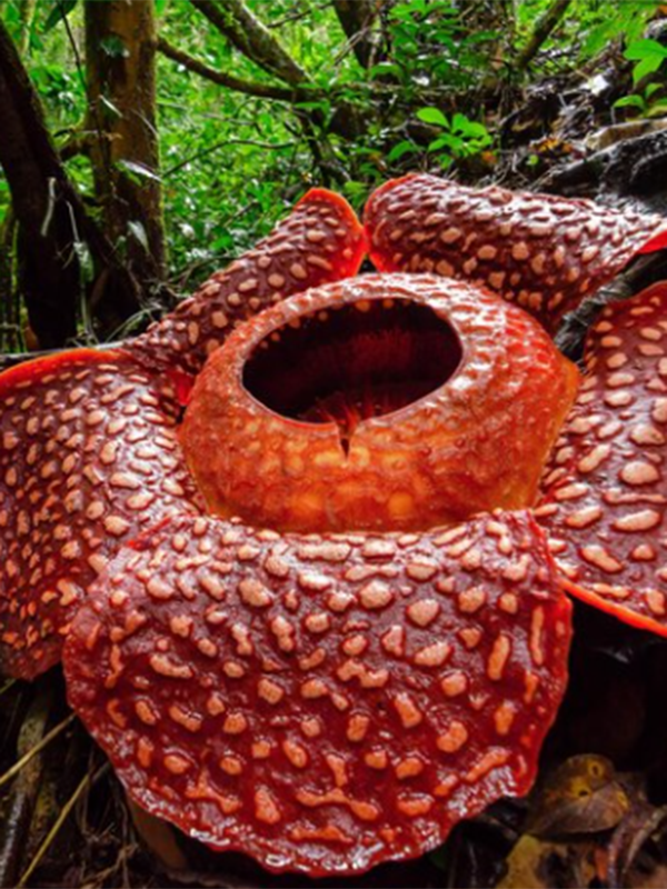 Nature's marvel: Discover the enormous beauty of Rafflesia Arnoldii, the world's largest flower