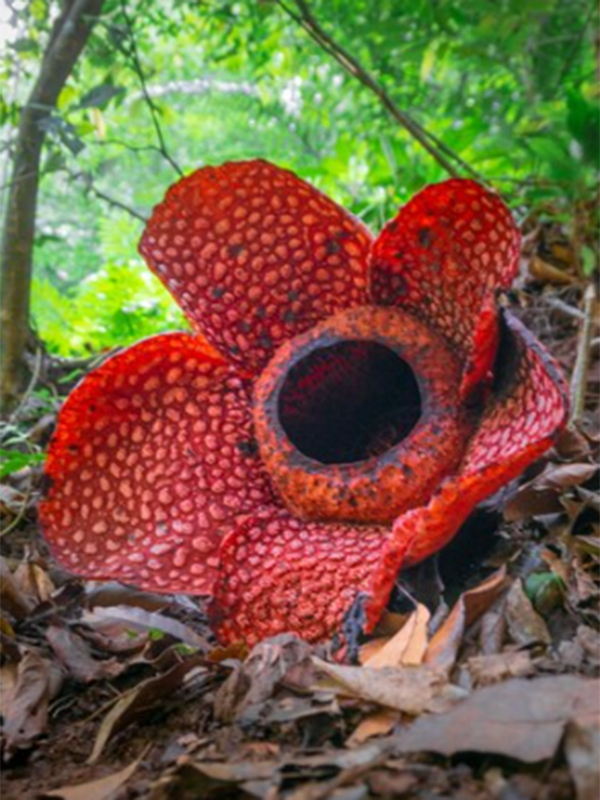 Nature's marvel: Discover the enormous beauty of Rafflesia Arnoldii, the world's largest flower