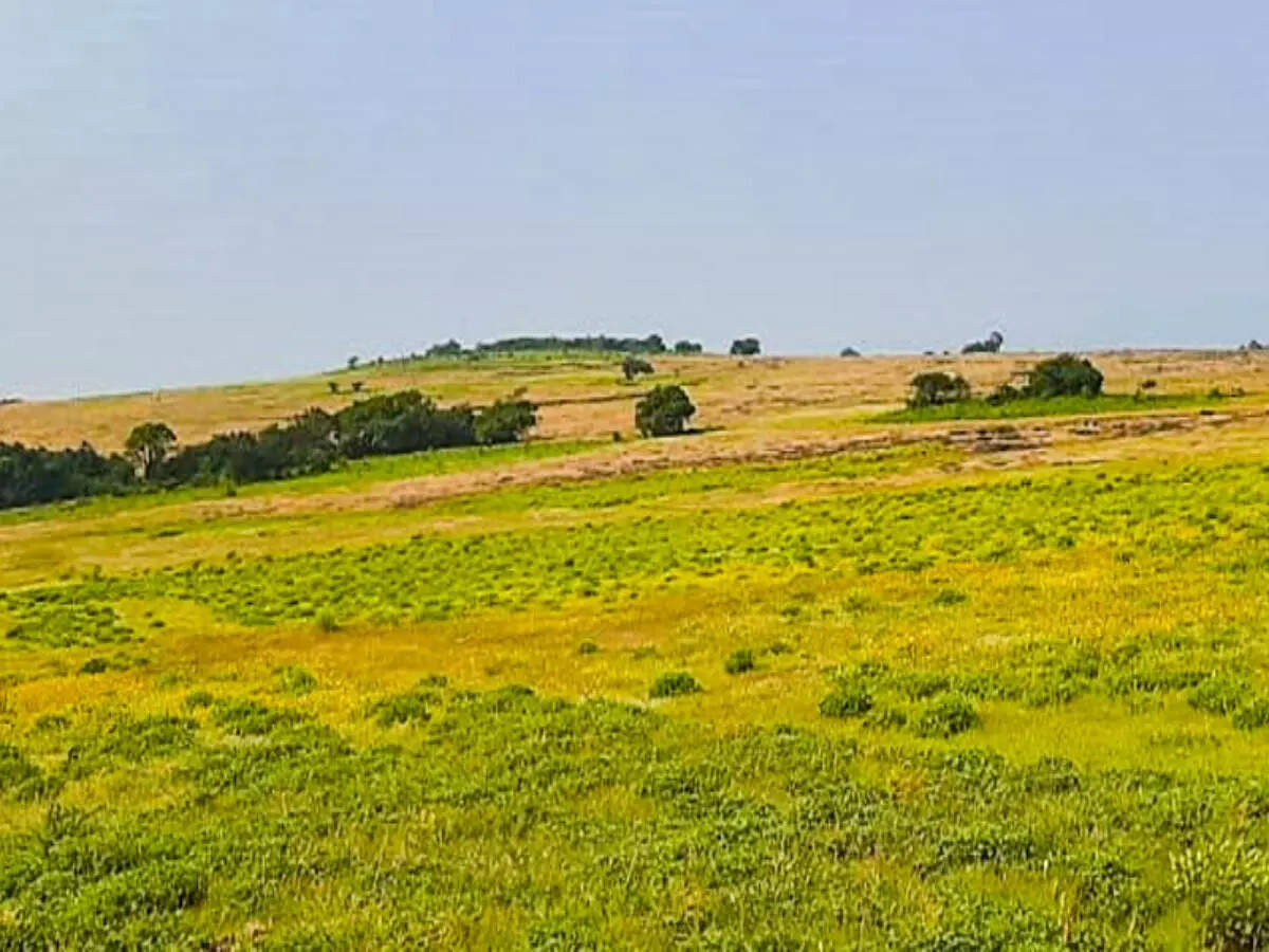 Maharashtra: Day safari at Kas Plateau resumes after 6-month hiatus